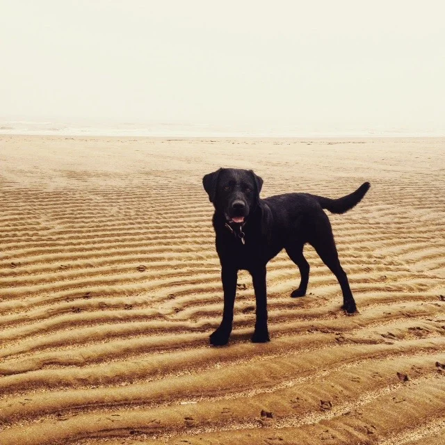 A dog lover's heaven.