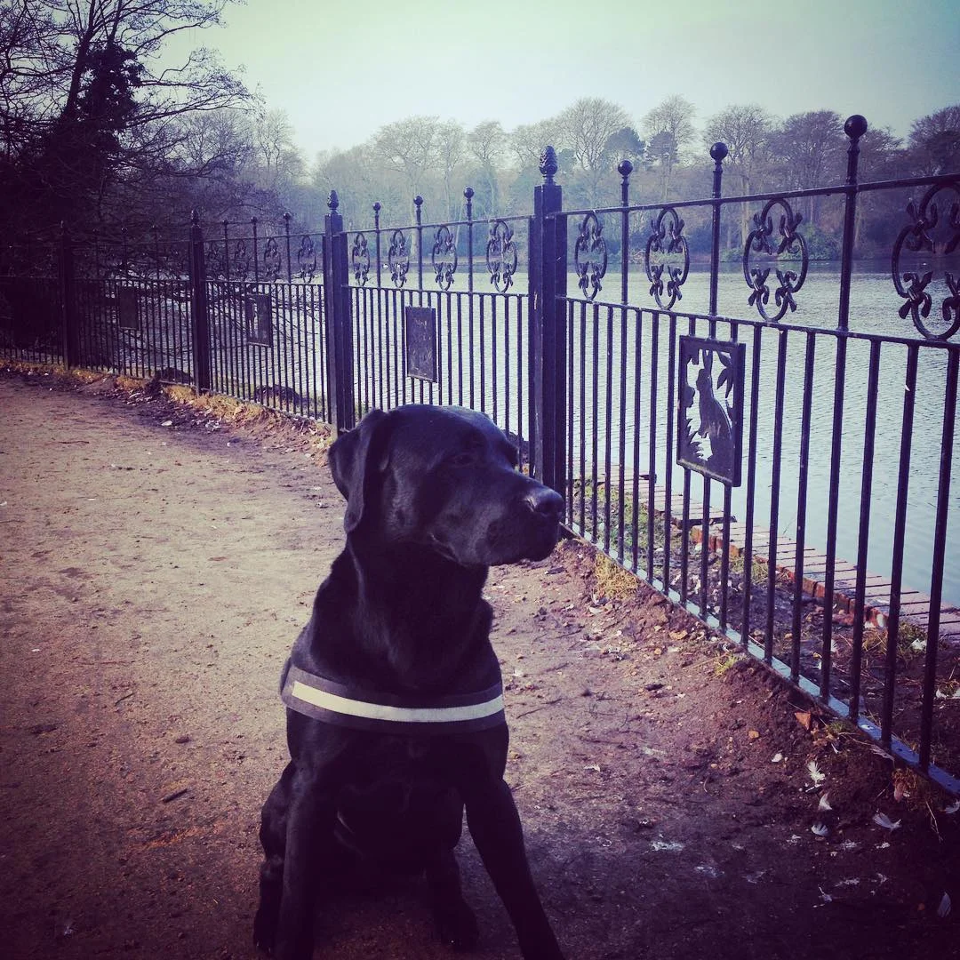 Hartsholme Park and lake - great for dogs who like to pose