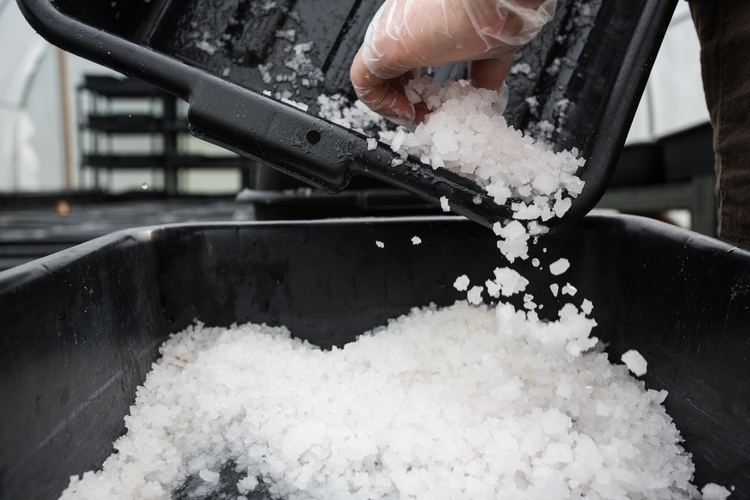 The evaporation process. Photo courtesy of Bulls Bay Saltworks.