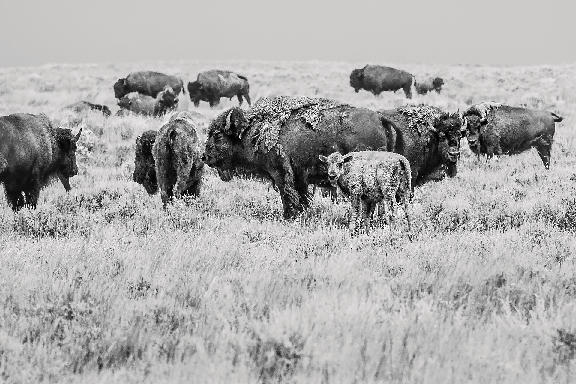 Herd, American Prairie Reserve, 2015