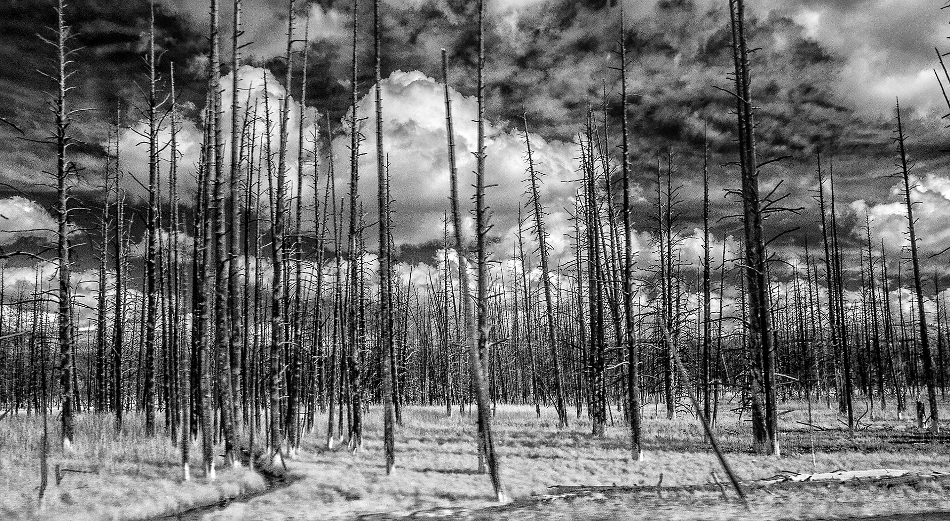 Burnt Forest, Yellowstone Park, 2014