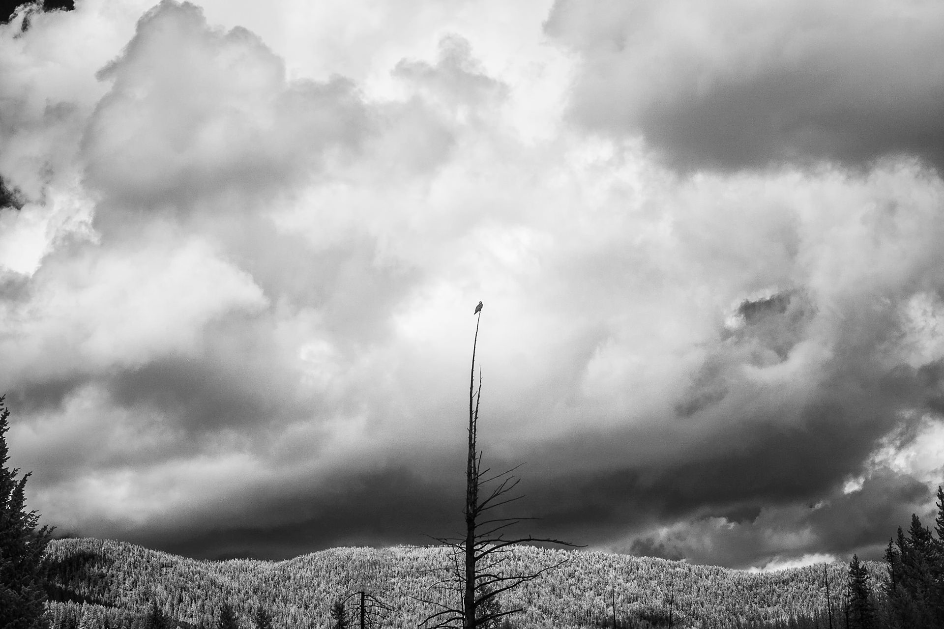 Unafraid, Yellowstone Park, 2014