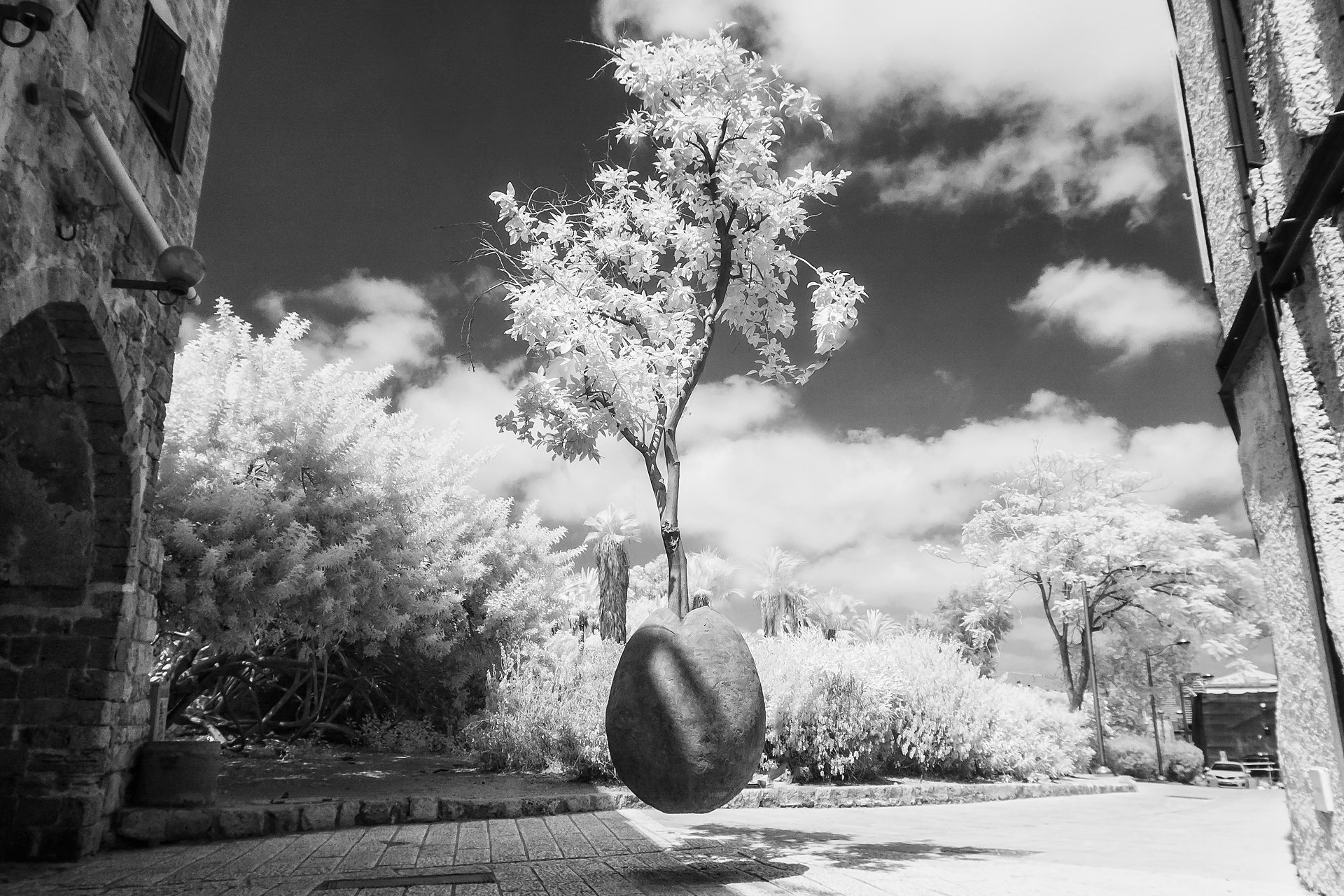 Floating Tree, Jaffa Israel, 2013