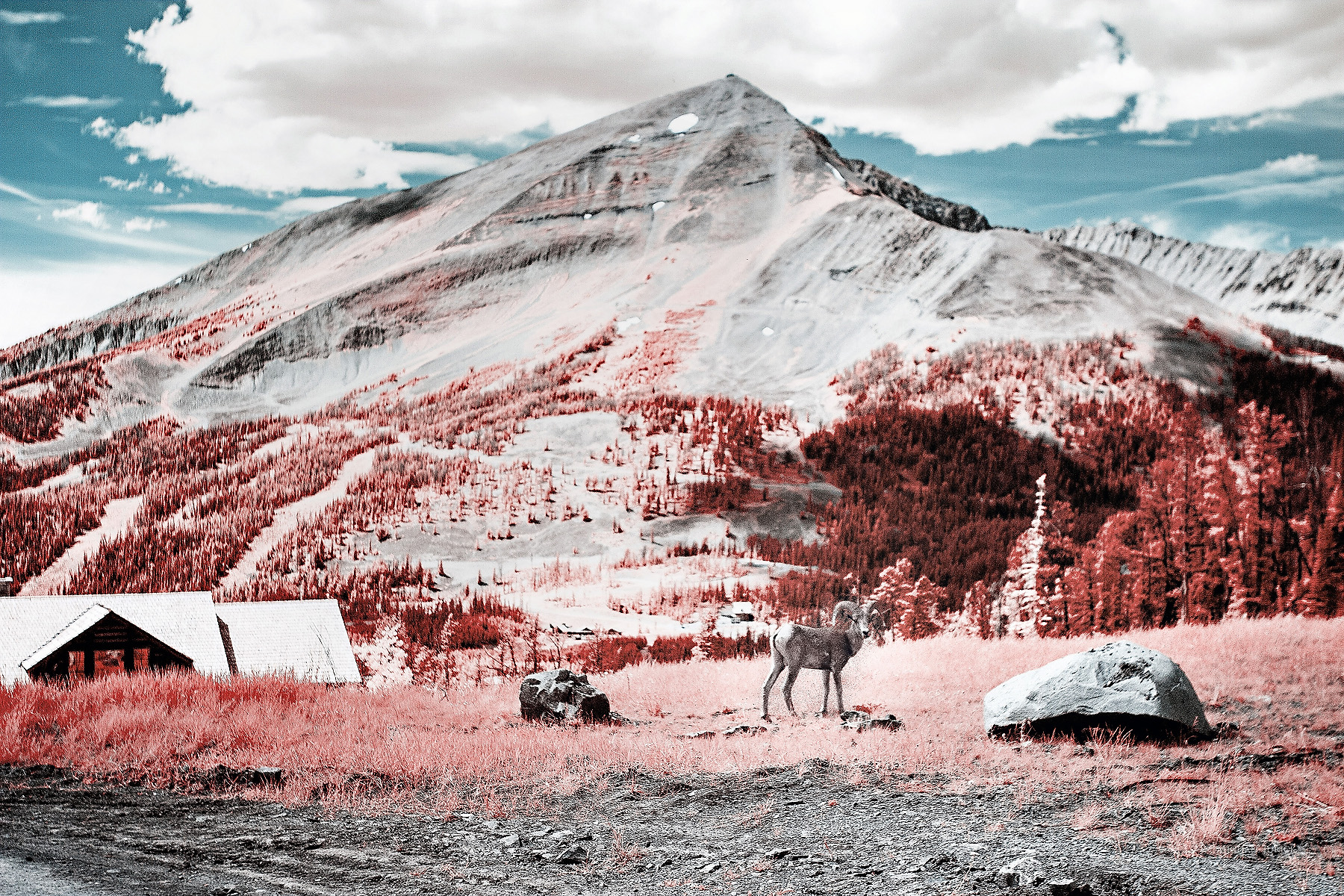 Lone Peak Ram, 2018 Color Infrared