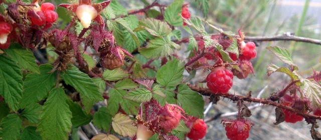 Yum....native raspberries.