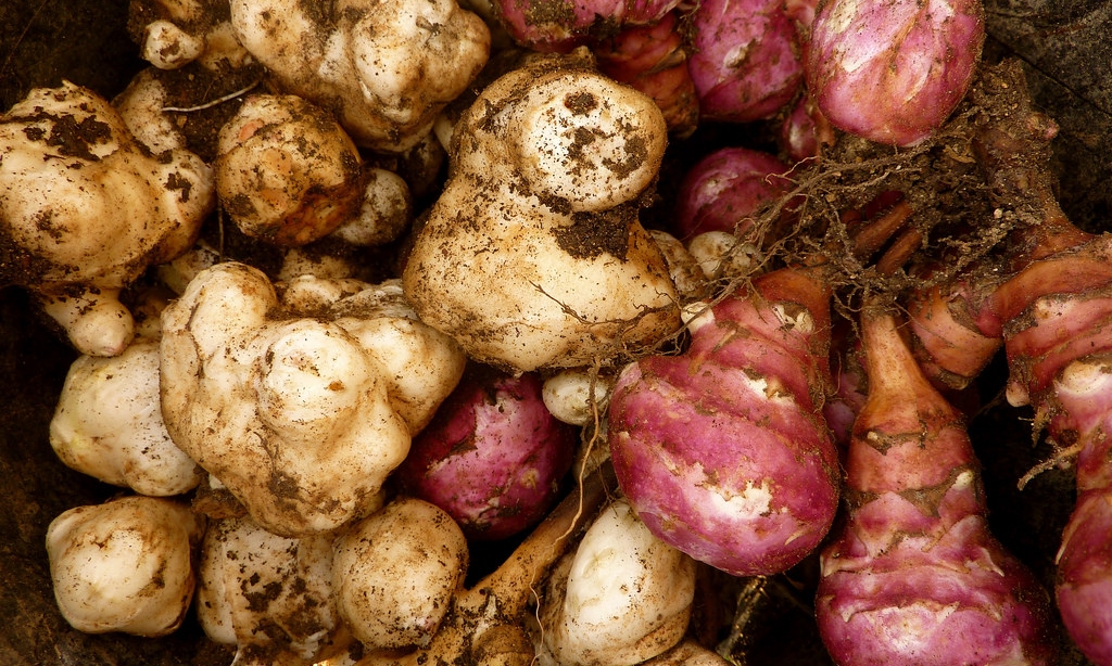 Edible tubers of the Jerusalem Artichoke plant