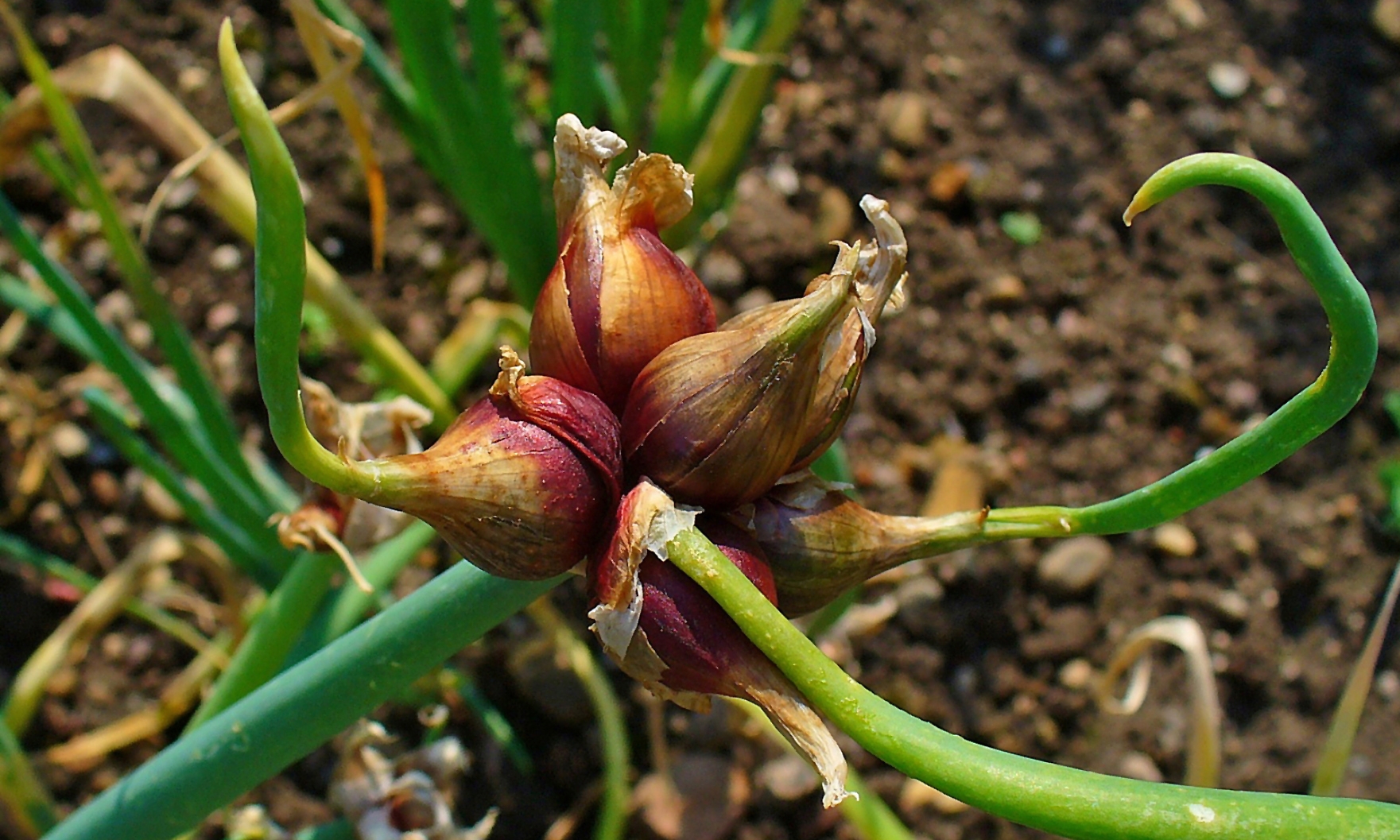 I am a walking onion. I am an alien plant. I come in peace.
