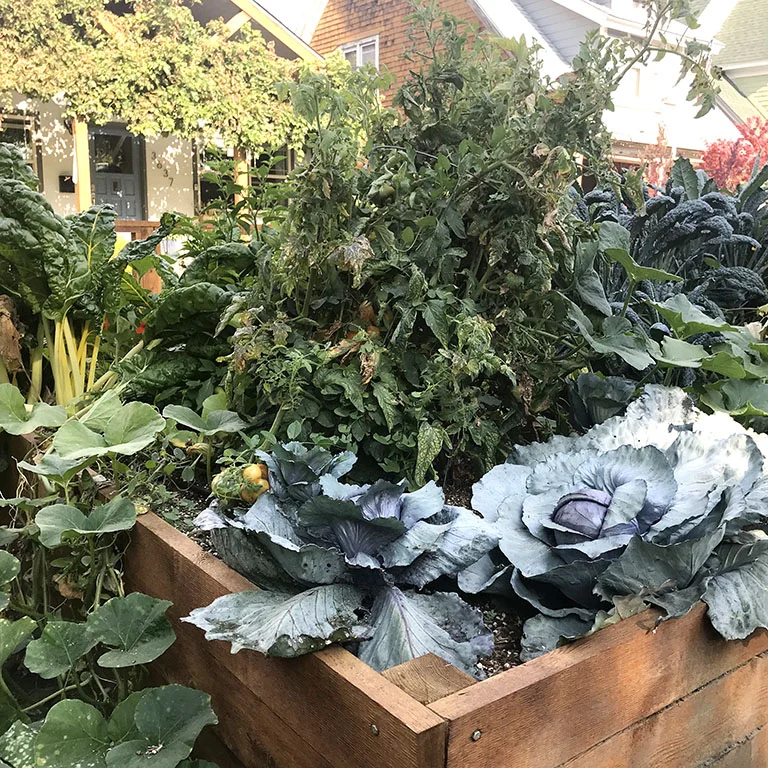 Ready Set Garden1.jpg