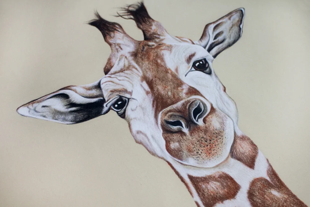 Alicia_Cox_Designs_Giraffe_Drawing_v5.jpg