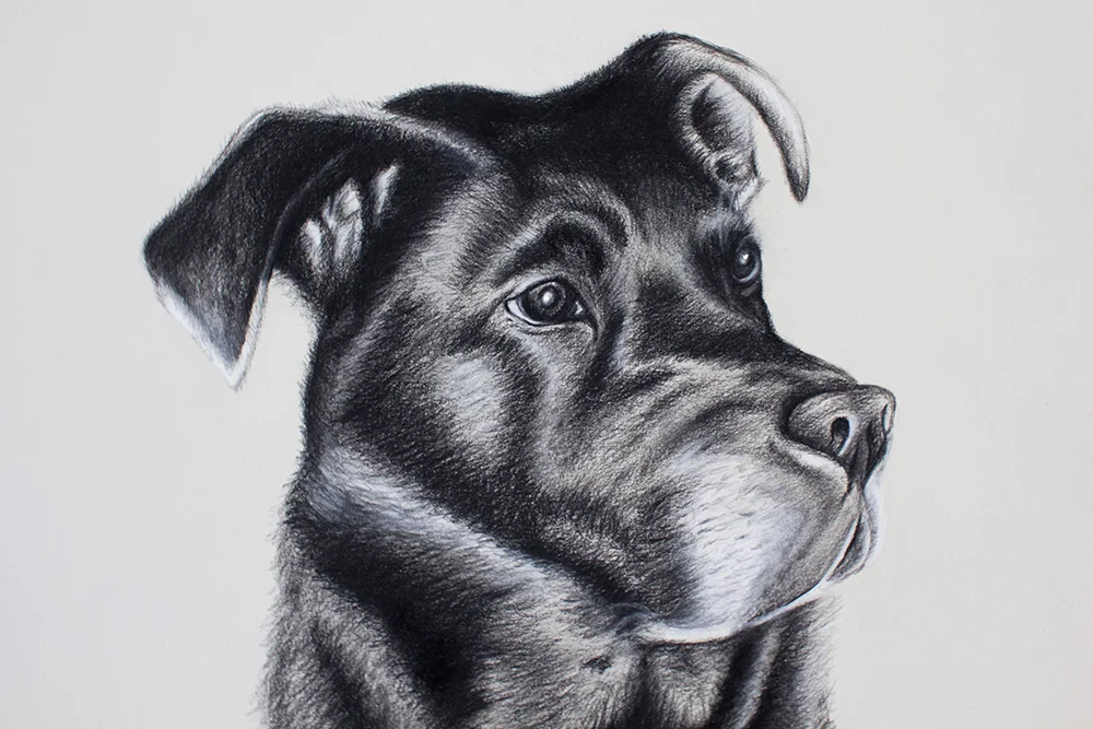 Alicia_Cox_Designs_Dog_Drawing_v16.jpg