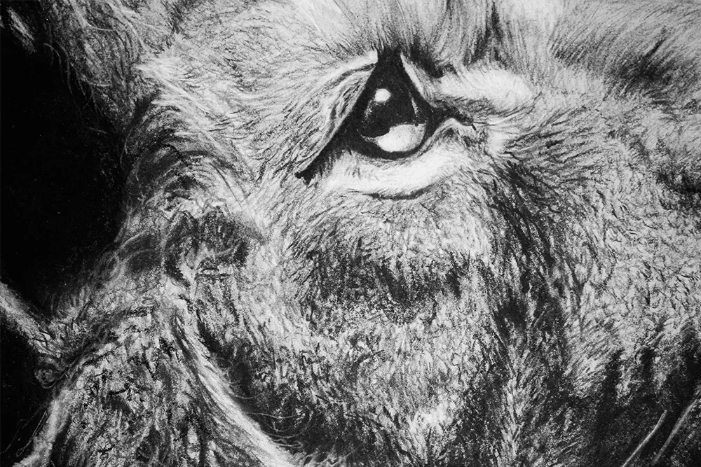 Alicia_Cox_Designs_Lion_Drawing_v4.jpg