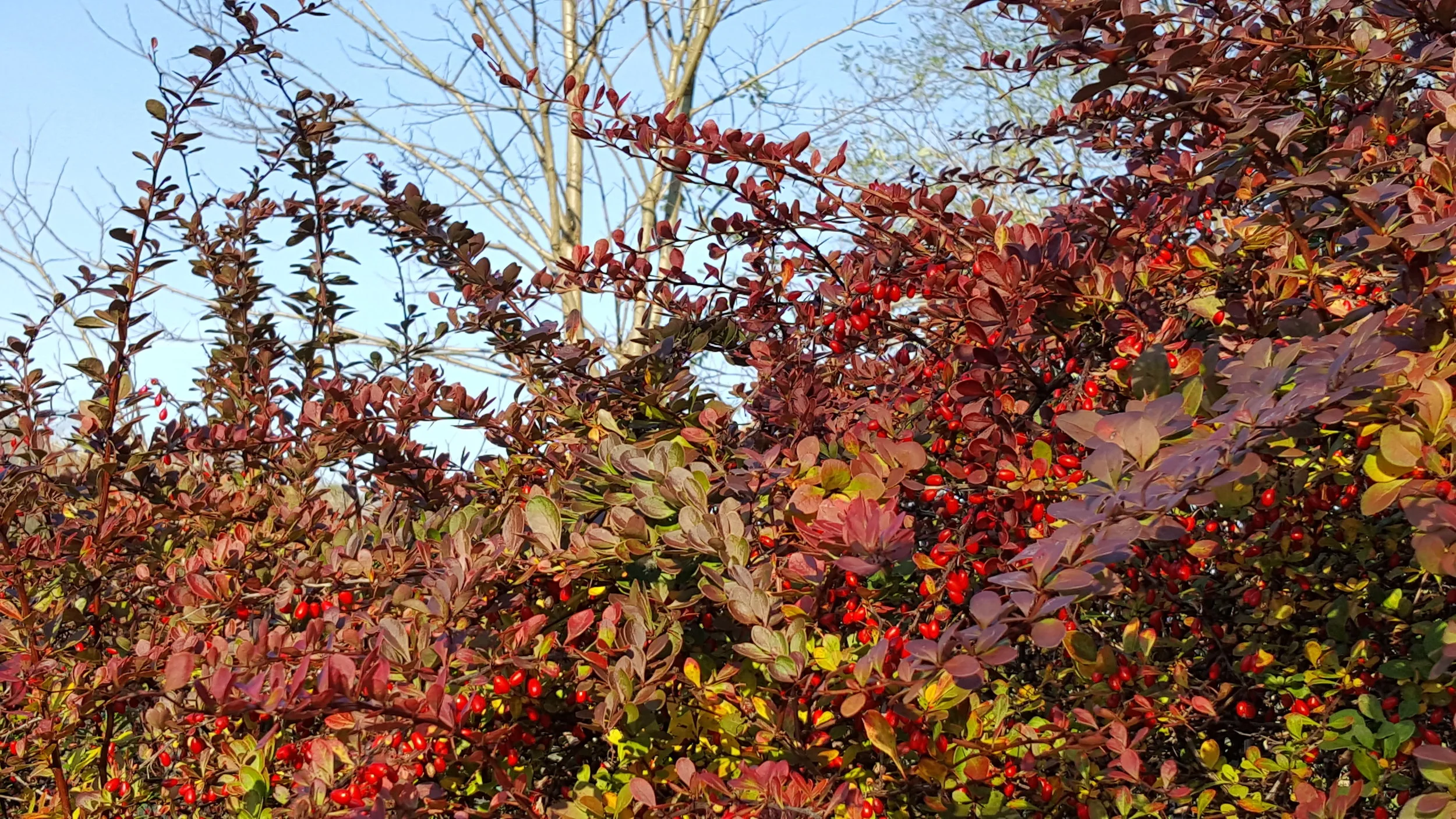 3 THANKSGIVINGS - November in Poland