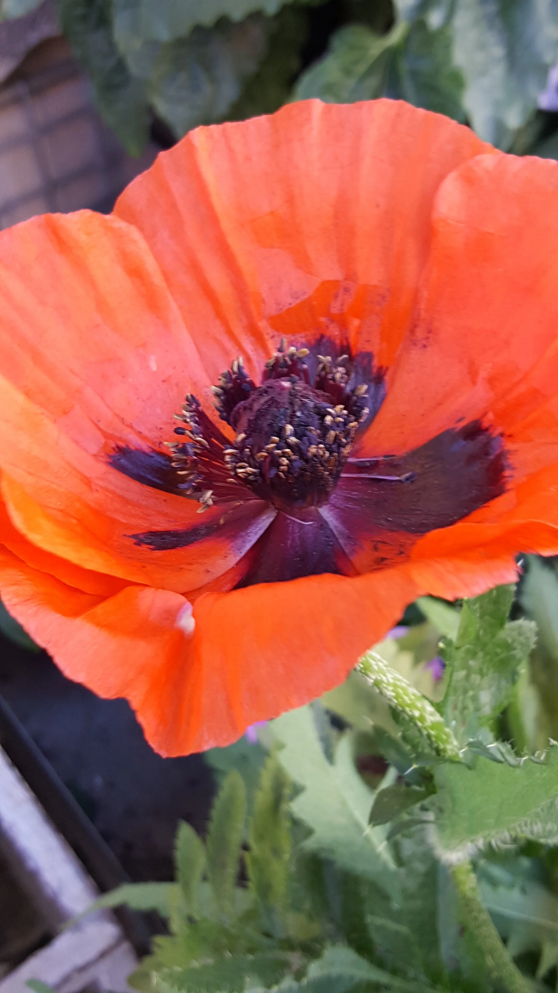 Poppy.jpg