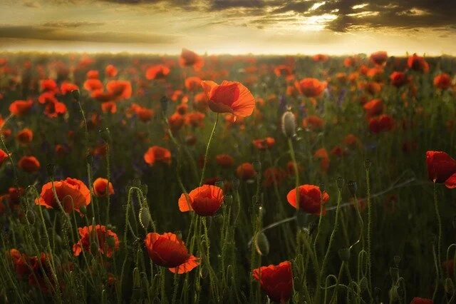Golden Poppies.jpg