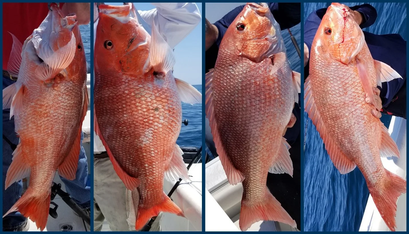 red snappers by Captain Buck Rogers