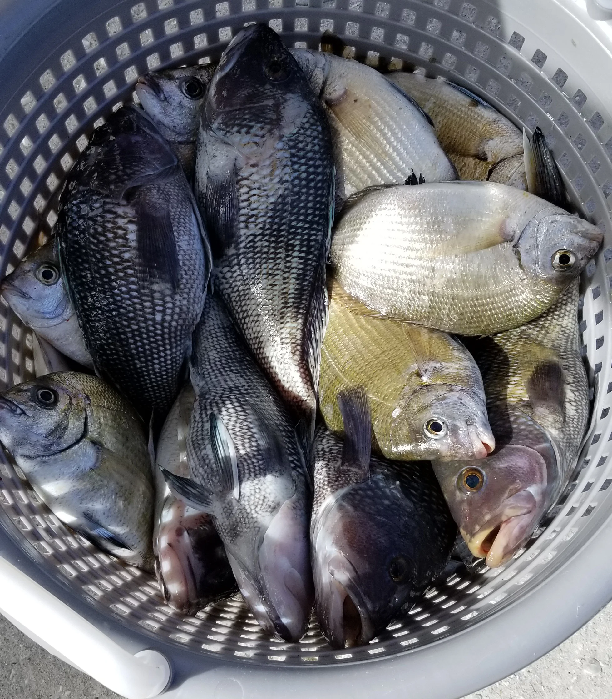 Jacksonville Black Seabass and other offshore fish