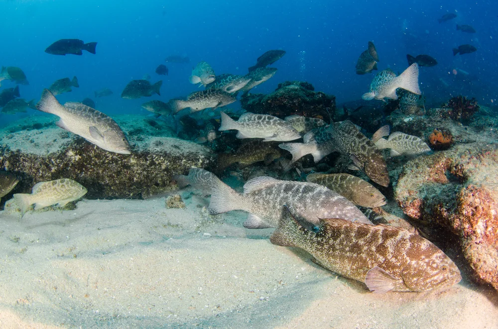 saltwater fish