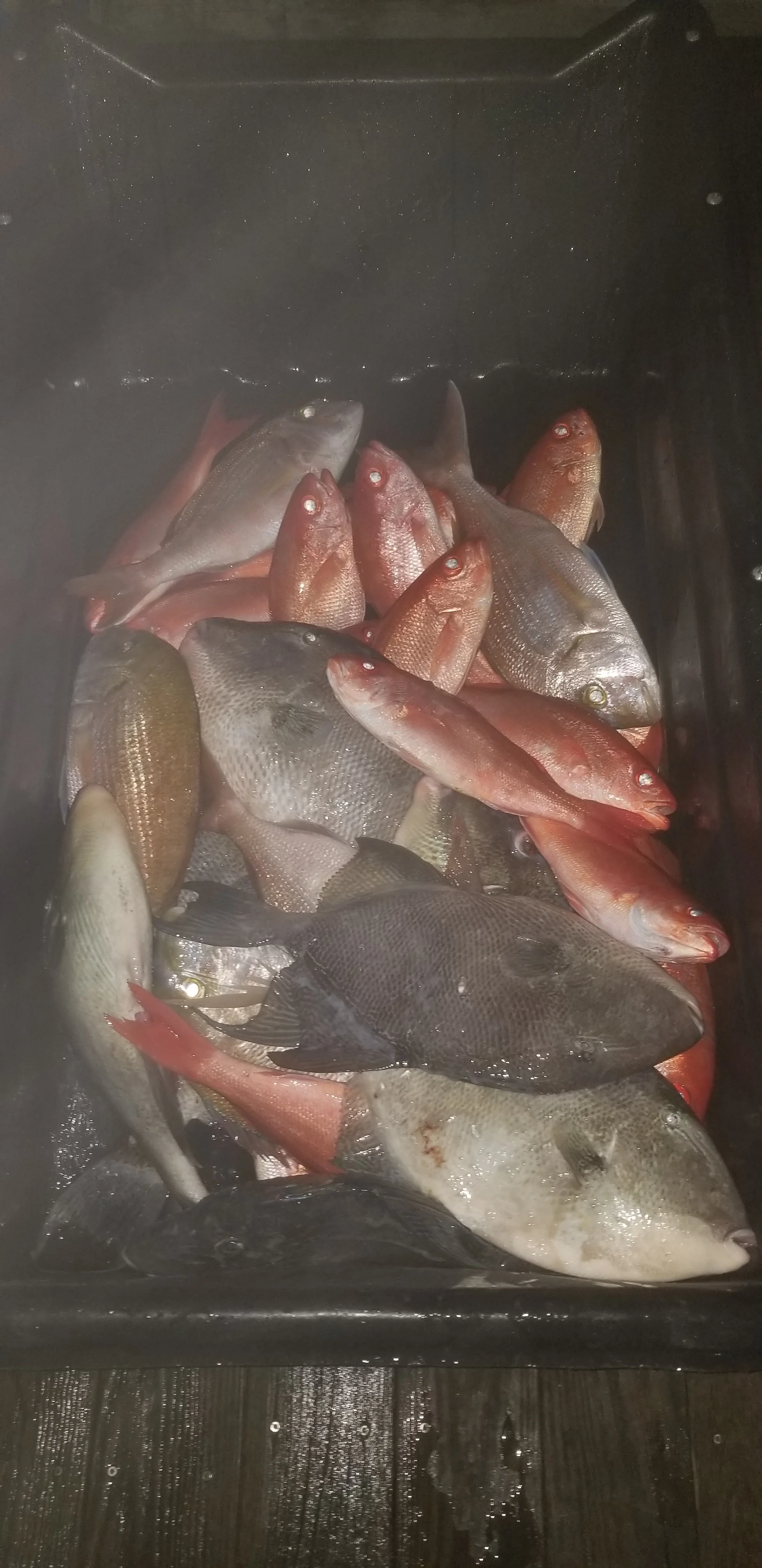 fish in a bucket