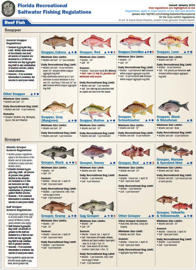 Florida Saltwater Fishing Chart