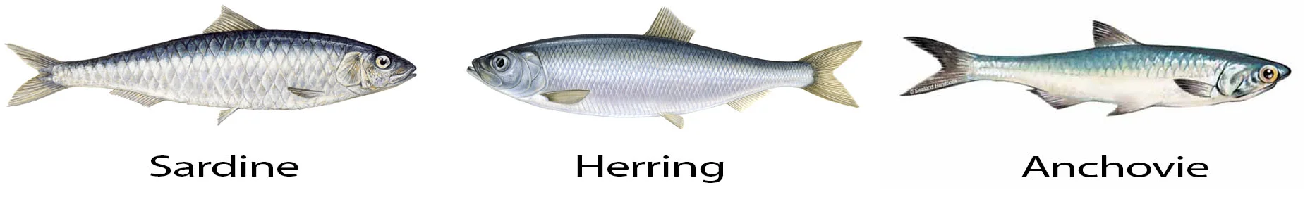 3 types of fish: Sardines, Anchovies, Herrings