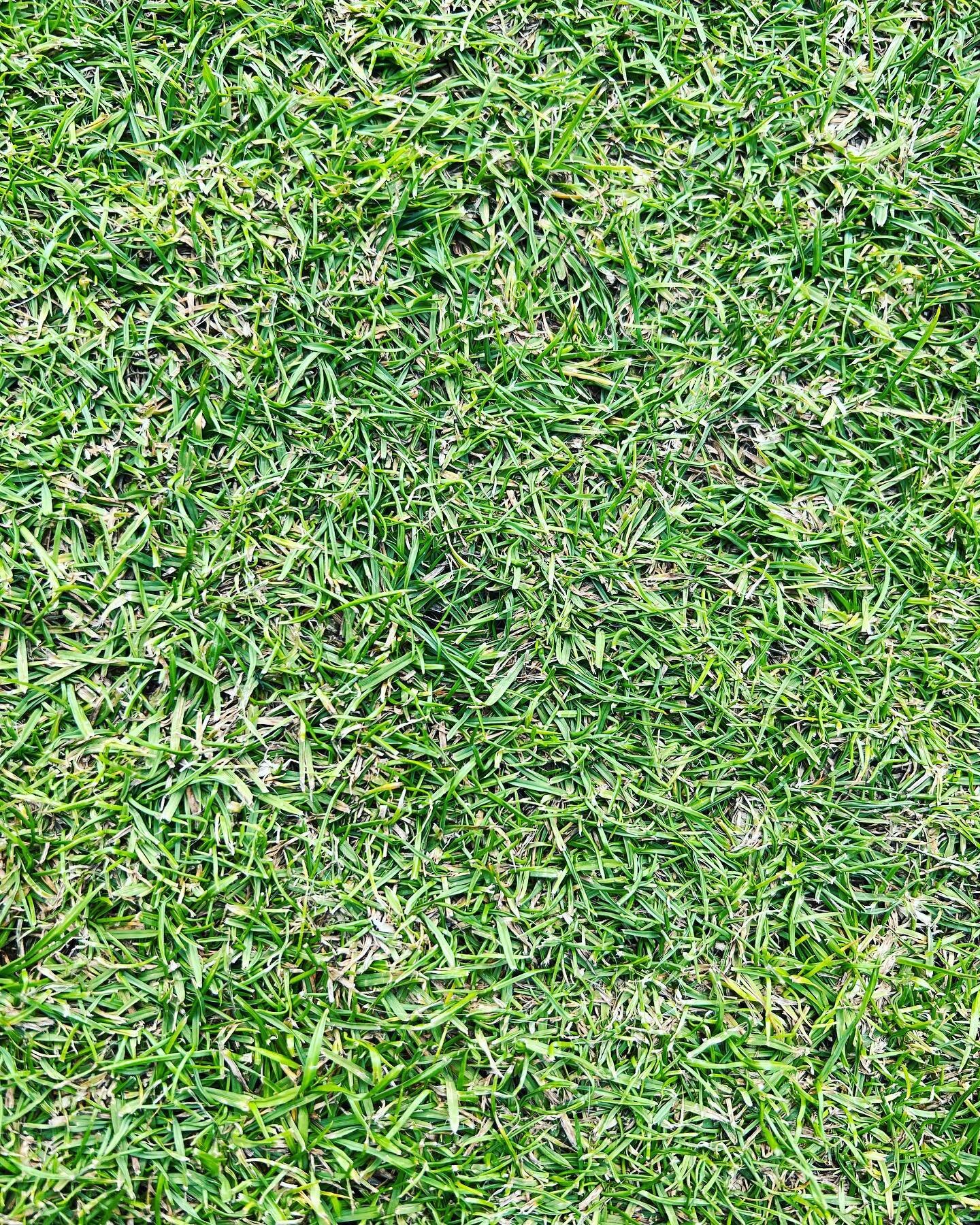 Green perfect tennis grass