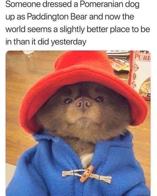 Anyone got some marmalade to go with the smile this brings? 😂❤️ #Wubro #Geekbro #Podcast #Paddington