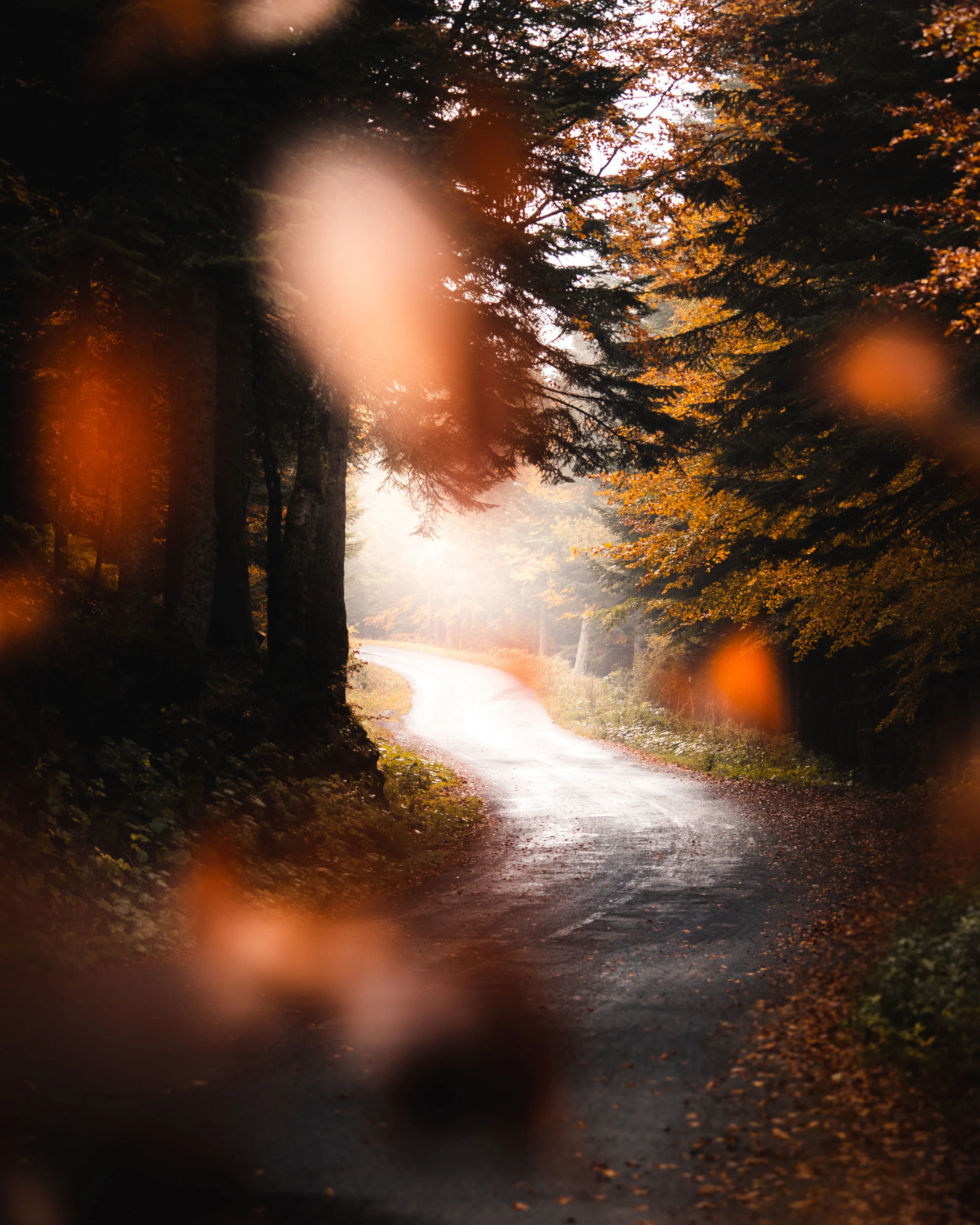 Route d'automne
