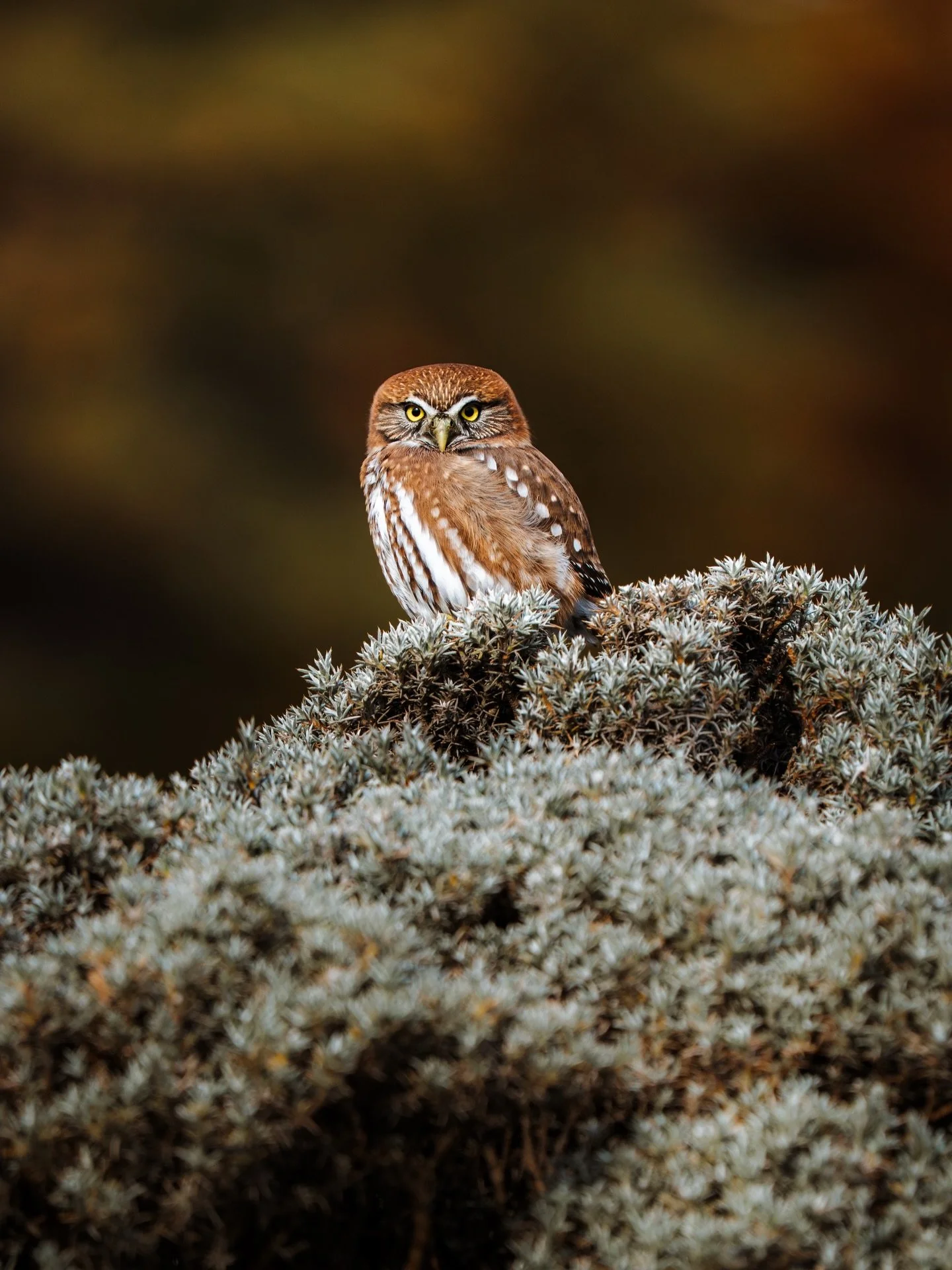 Chouette pygm&eacute;e australe, Patagonie 2026.
[Glaucidium nana - Austral Pygmy Owl]

Environ 22cm, autant vous dire qu&rsquo;elle sait passer inaper&ccedil;u 👀
Celle-ci souhaitait &ecirc;tre vue, perch&eacute;e en bordure de chemin pour acc&eacut