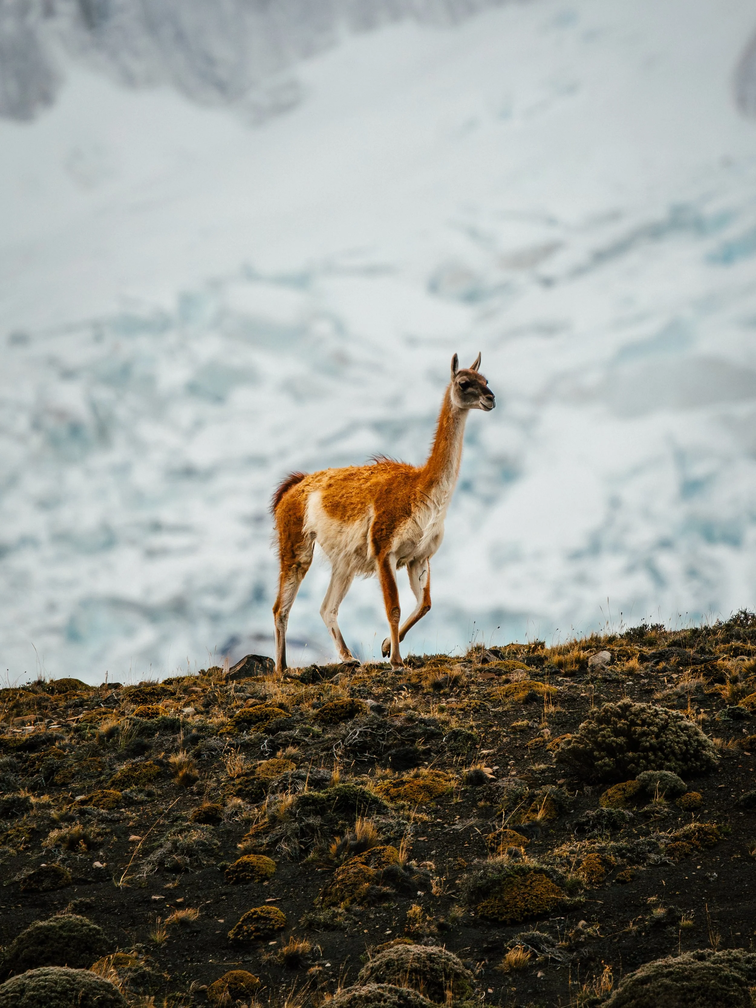 Le Guanaco, cet animal qui nous a accompagn&eacute; pendant nos 3 semaines en Patagonie !
On en trouve absolument partout, et c&rsquo;&eacute;tait un plaisir de s&rsquo;arr&ecirc;ter &agrave; chaque fois afin de les observer &eacute;voluer dans leur 