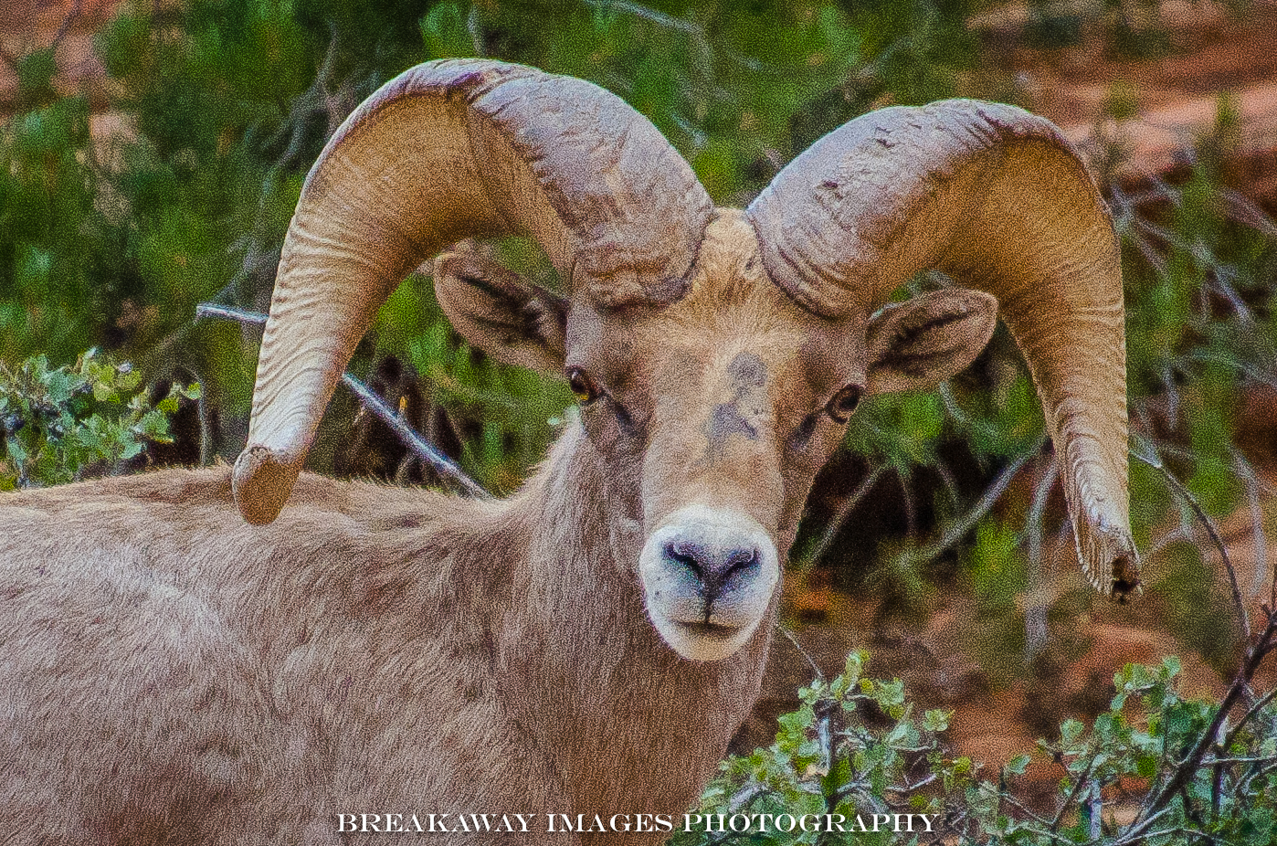 Long Horned Sheep, Zion National Park, Utah