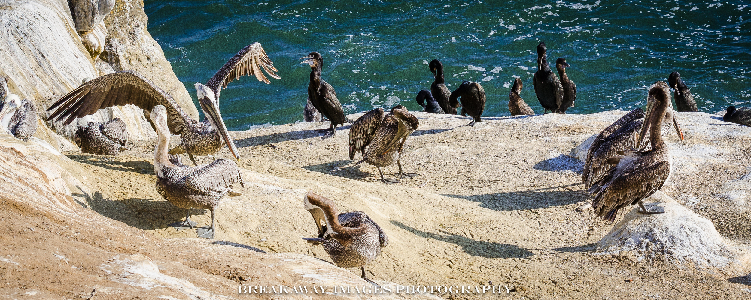 Pelicans & Cormorants, La Jolla, California