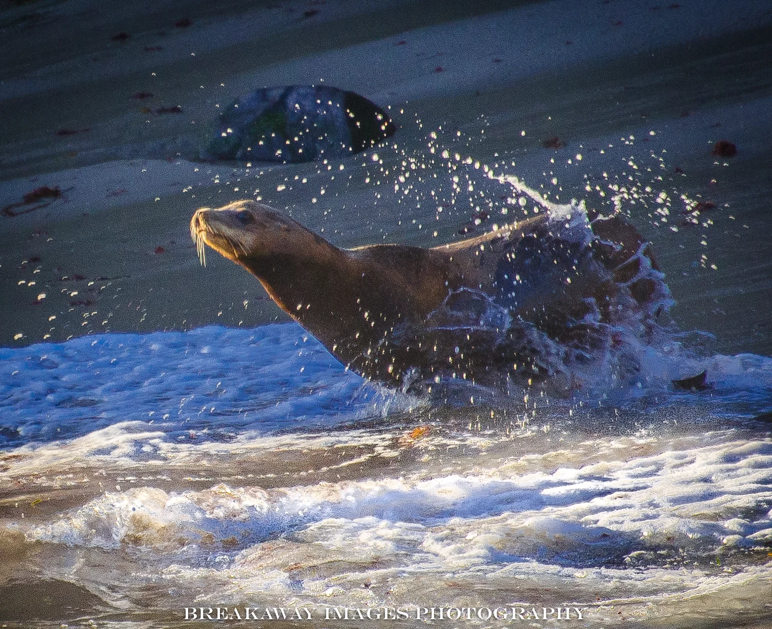Seal in the Surf, La Jolla Cove, California