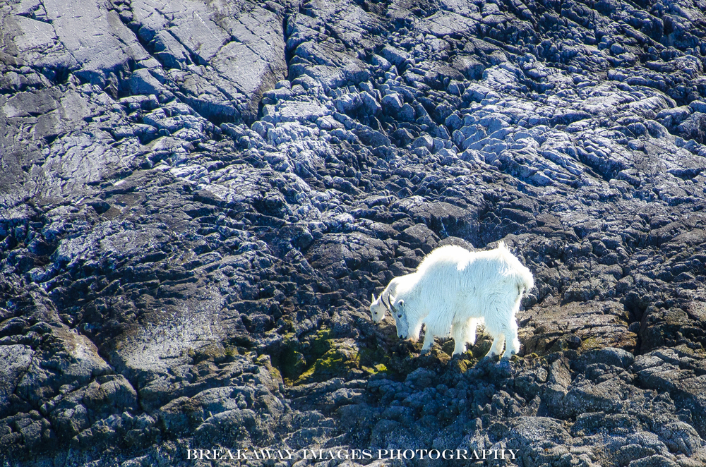 Mountain goats - WAY up there! Inside Passage, Alaska