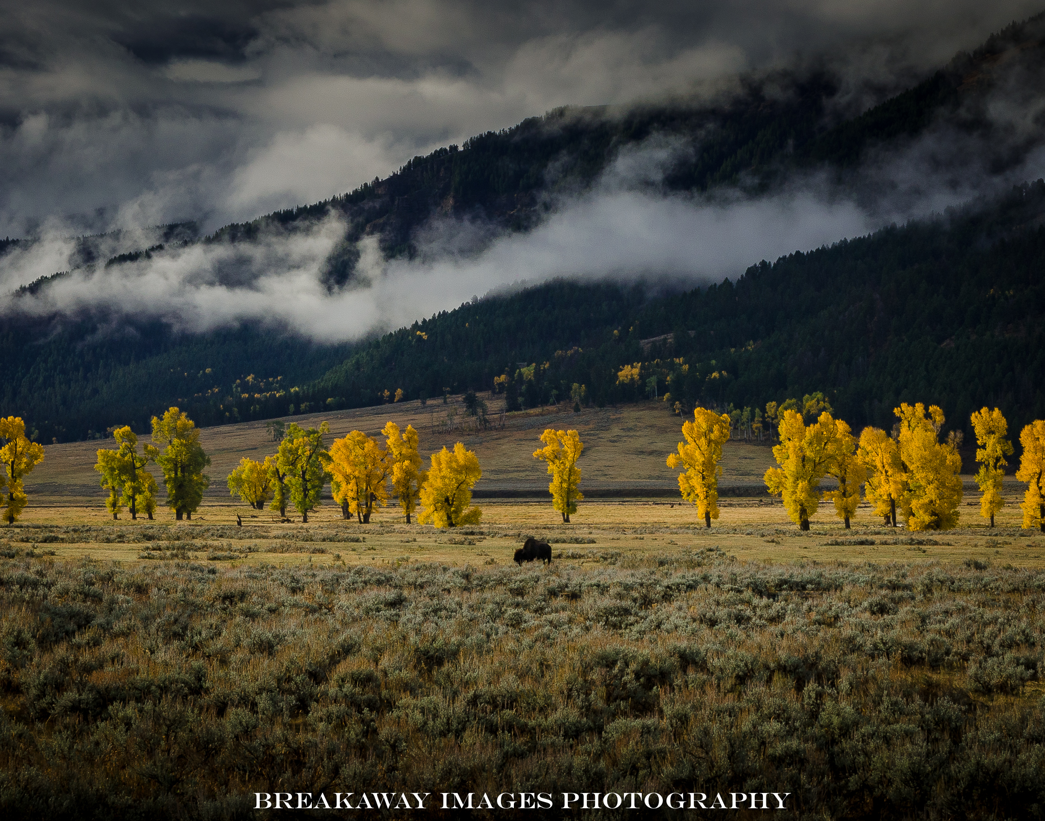 Buffalo in Lamar Valley, Yellowstone National Park.