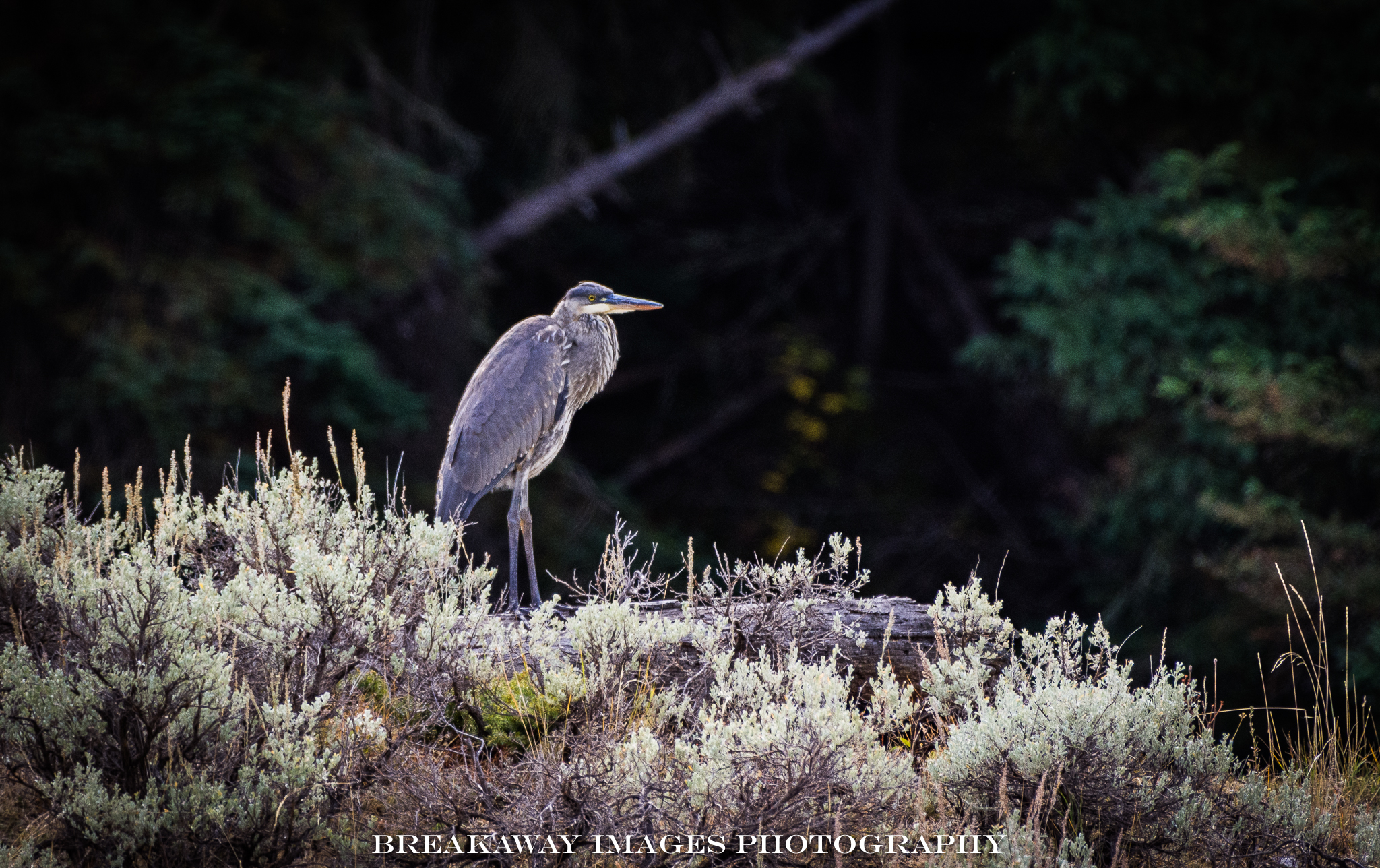 Lone Heron, Yellowstone National Park