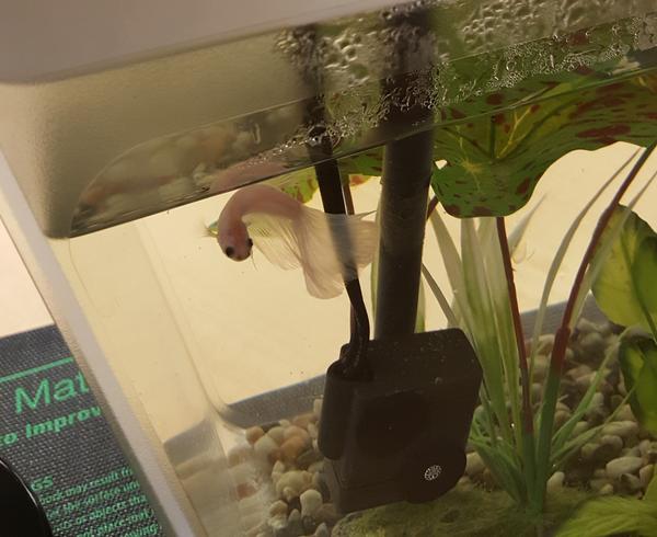 A happy Edison enjoying his tank.