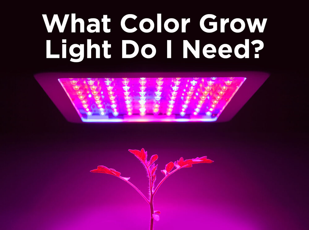 What Color LED Grow Light Do I Need? — 1000Bulbs Blog