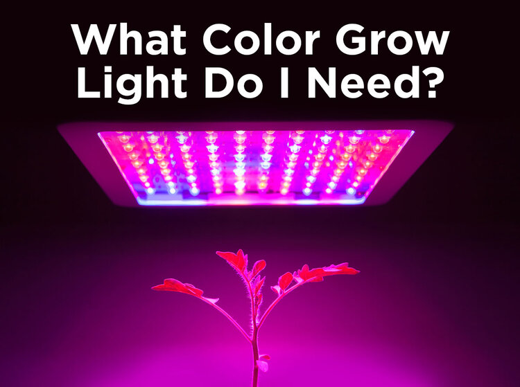 Senator blyant Gå igennem What Color LED Grow Light Do I Need? — 1000Bulbs.com Blog