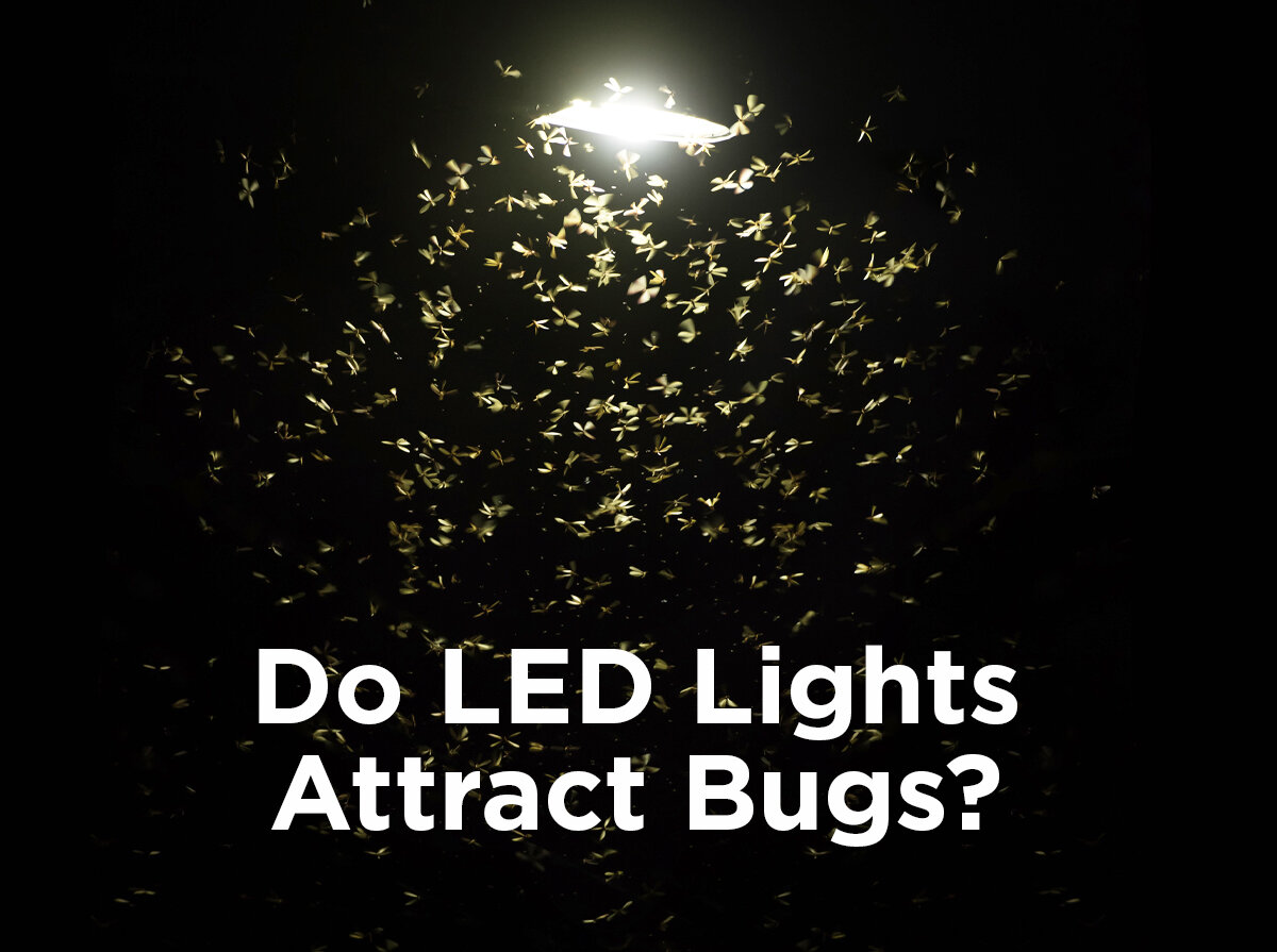 Does white LED attract bugs?