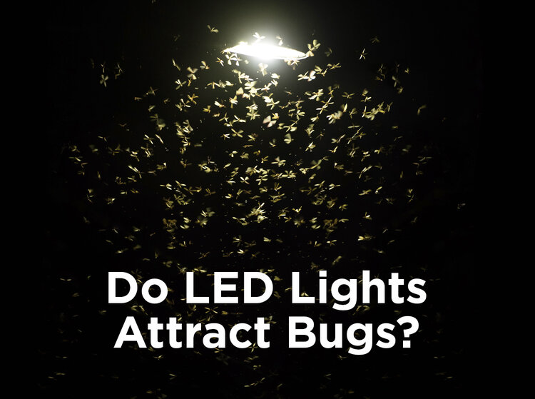 Do blue lights attract bugs?