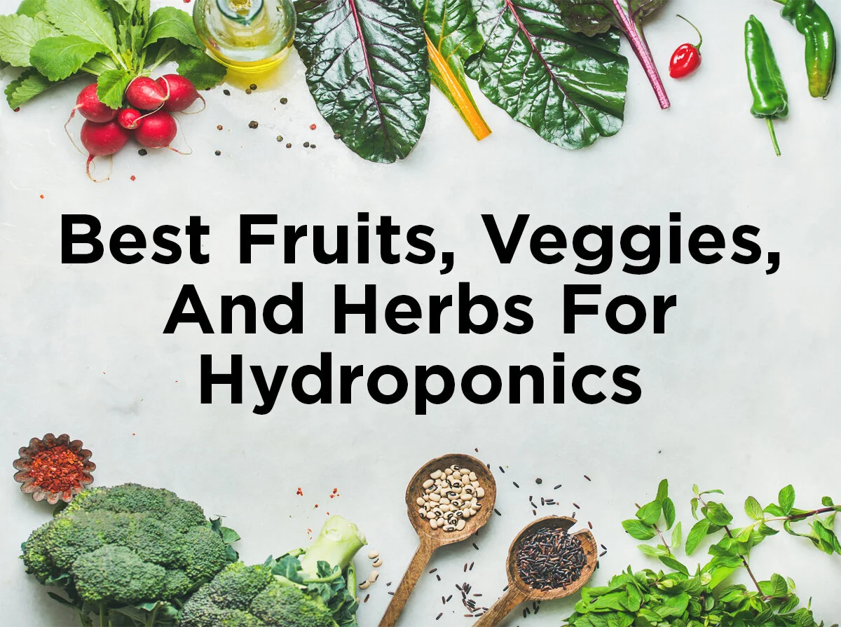 Best Fruits, Veggies, & Herbs for Hydroponics