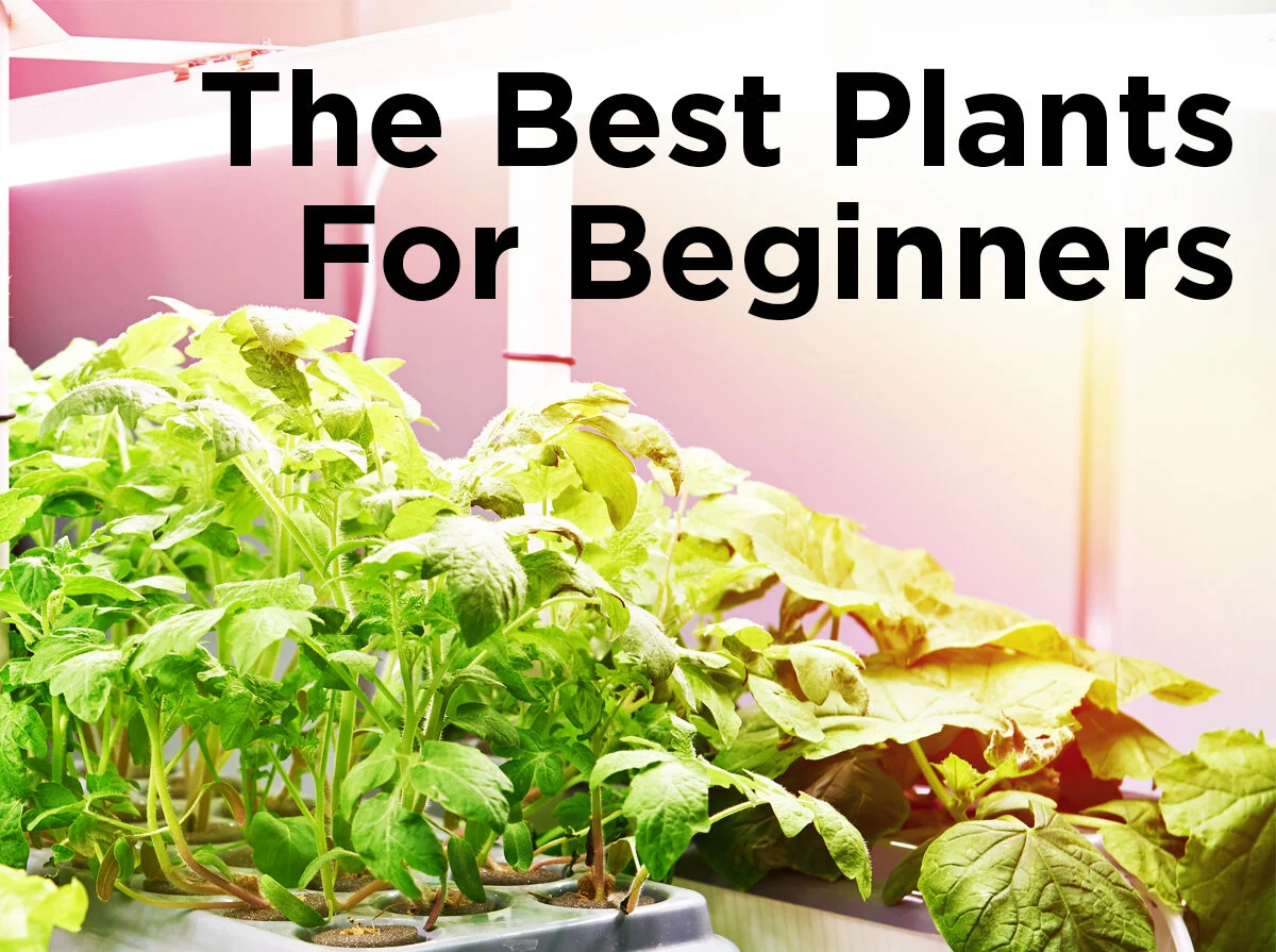 Lucky Plants — Blog