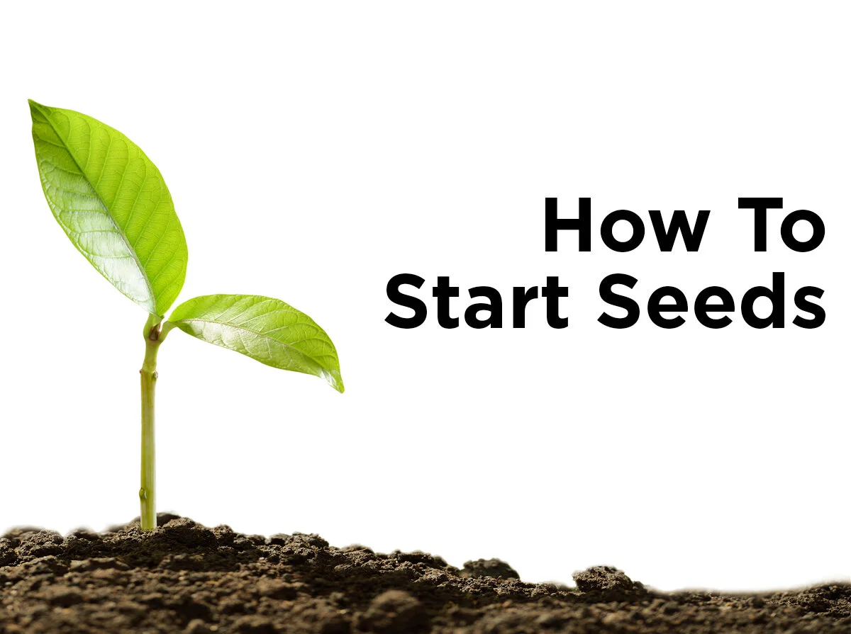 How to Start Seeds — 1000Bulbs Blog