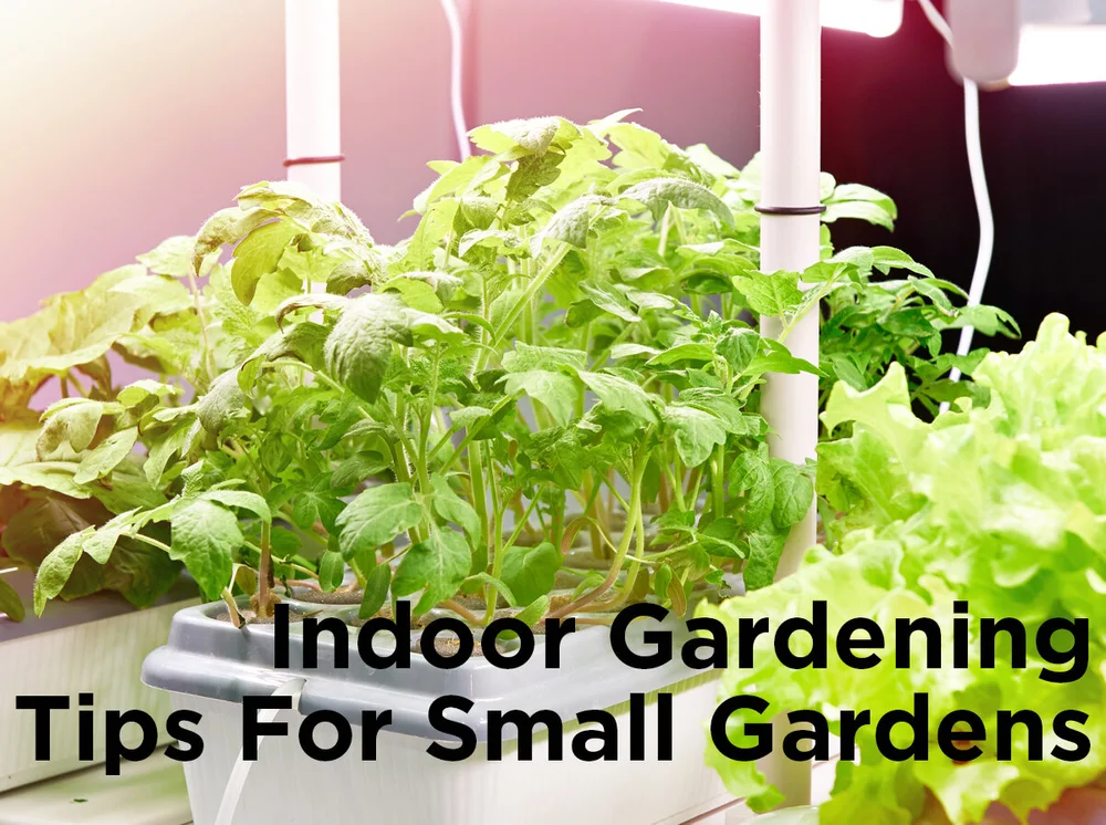 Indoor Gardening Tips For Small Gardens 1000bulbscom Blog