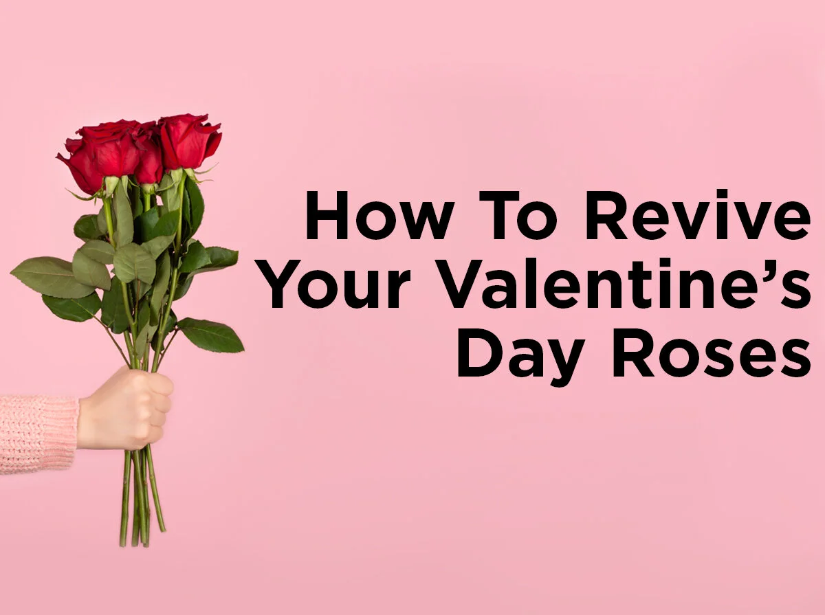 How to Revive Your Valentine’s Day Roses