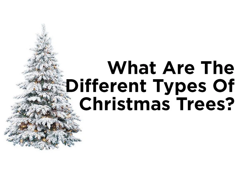 What Are The Different Types Of Christmas Trees 1000bulbs Com Blog