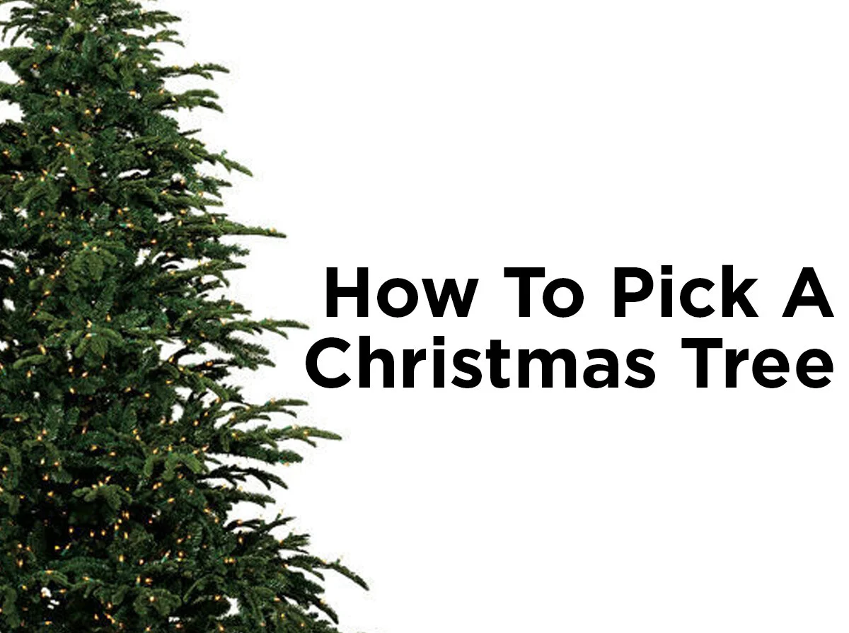 How to Pick a Christmas Tree — 1000Bulbs Blog