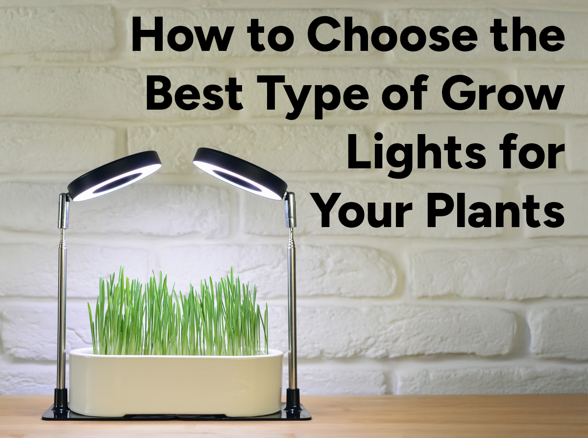 Grow Lights: How to Choose the Best Type for Your Plants