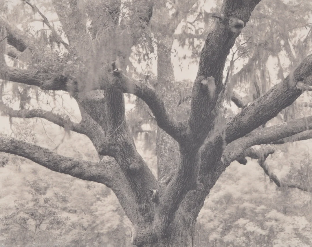 Oak #2, AL