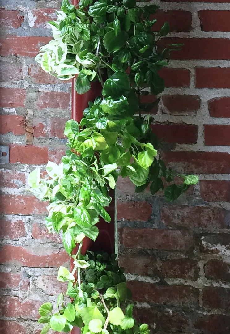 Aergrow post with Greenery plants